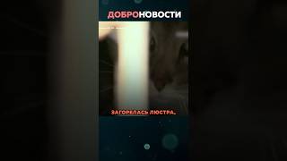 Котик спас школьника!😨😭😭#shorts #новости #топ