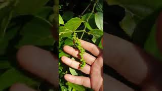 Expected output of viet nam black pepper 2022.