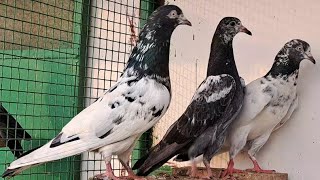 Tddy jode ka showk kare #kabutar #reelsindia #pigeon