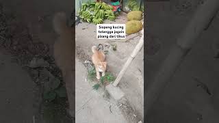 Openg kucing tetangga#cat #catlover #kucing #kucinglucu #cute #oyen #cutecat