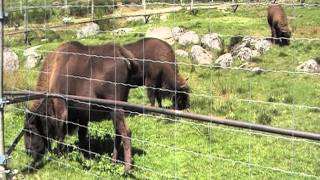 Bisons d'Europe en Lozère .MOD