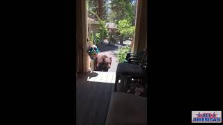 WATCH: Woman Shows Wild Black Bear Who's Boss