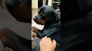 Rottweiler Loves Pampering #shorts #rottweiler #maxx #aggressivedog #guarddog #traineddog #dog #yt