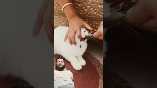 #viral #shorts #subscribe #shortvideos #funny #foryou #cat #trending