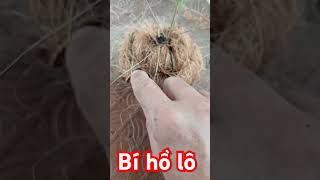 bí hồ lô