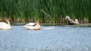 Swans and kids