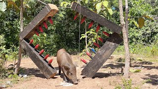 Create Amazing Primitive Wild boar Trap to Catch the Wild boar #wildanimal #shortvideo