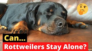 Do Rottweilers Do Well Alone? How To Leave A Rottweiler Home Alone?