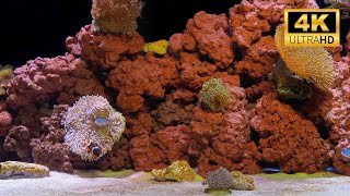 4K Real Aquarium Music Live | Beautiful Fish Tank for Meditation, Sleep & Stress Relief (12h)