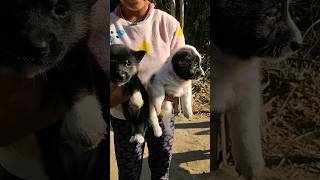 moye moye cute puppy #ytshorts #dog #doglover #puppy