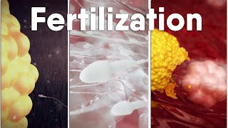 Fertilization|medical animation #sperm