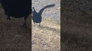 My rooster helps my duck with his flying practice runs .#animales #birds #ducklife #petsvlog