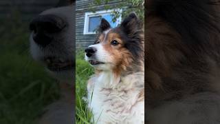 Sheltie Days Of Summer - Feels Like Fall