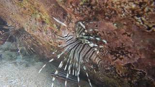 Lionfish