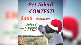 Pet Talent Contest 2017