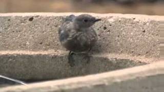 WESTERN  BLUEBIRD