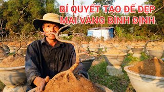 Bí quyết trồng mai con có bộ đế đẹp.