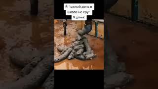 Мем из Тик Тока #shorts #meme