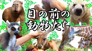 【近い！】かわいい動物たち┃いろんな動物園