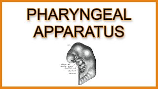 Pharyngeal Arches, Pouches, and Clefts