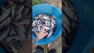 aqui vocês aprendem a criar peixe #peixe #piscicultura #ras #pisciculturabrasil