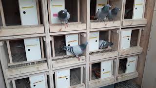 Gołębie Pocztowe Racing Pigeons 2019 UK-  Aktualnie w gołebniku...