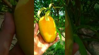 বাহারি আম #mango #fruit #farming #gardening #shortvideo #viralvideo #naturefarm