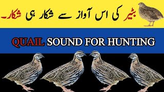 Bater ki awaaz||Batair ki awaz si shikar||Quail voice for hunting