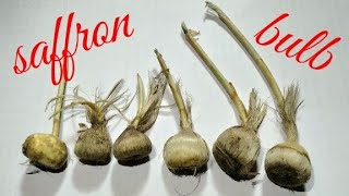 Unboxing video of saffron bulb || केसर को गमले में कैसे उगाये | #saffron #saffronbulb #mysmallgarden