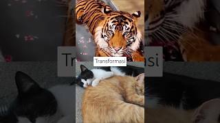 Transformasi animal tiger #tiger #animals #pets #shorts #transformation