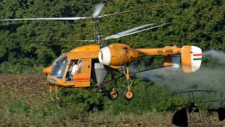 Kamov Ka-26 spraying sunflower field near Kóny, Hungary