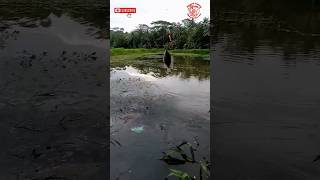 umpan jitu ikan mujair/nila #shots #shortvideo