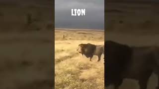 Lion #shorts #viral #trending