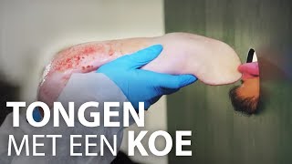 Tongen met een koe | The Spike Room