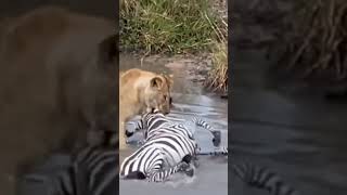 zebra struggling in the water