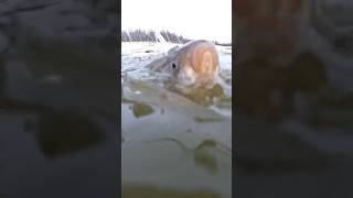 Ice fishing for crucian carp with nets🐟 / Подледная рыбалка сетями🐟 #pandasakha #winter #fishing