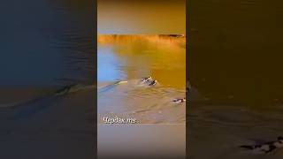 A crocodile dragged a hyena-like dog underwater #animals