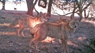 Conserving the Sonoma Wildlife Corridor