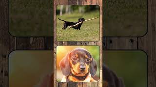 Dachshund, Breed Spotlight Shorts #canineenrichment #doglover #pets #caninebehavior