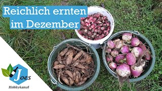 Gemüseernte im Dezember | Wurzelgemüse ernten