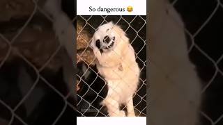 Funny Animals 2024 😂 - Funniest Cats and Dogs video 🐱 🐶 #shorts