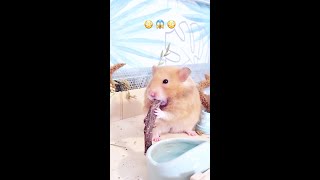 😱Hamster stuffs giant branch in his cheeks😳