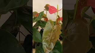 Anthurium Plants