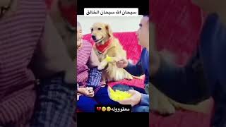 العطف بقلوب الحيوانات