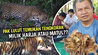 Temukan Tengkorak Diduga Macan, Apakah Ini Milik Harimau Jawa Atau Macan Tutul?