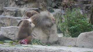 Singapore Zoo Trip with Mira and Jayden - #5