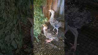 my turkey chicks  eating alfalfa #feedshorts #turkeyfarm #turkeybreeding #turkeyfarming