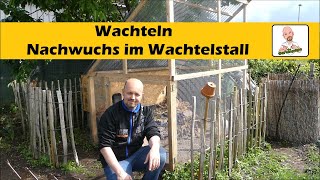 Wachtelküken beim Gartenpapa