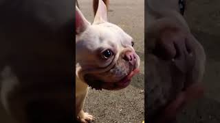 bruce #viralvideos #dog