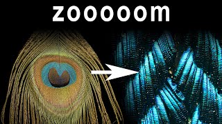 Zoom on peacock feather